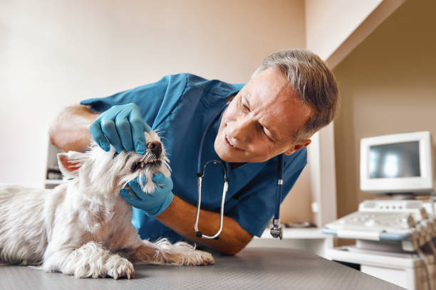 Best Emergency Broken Tooth Repair in Taylorsville, NC